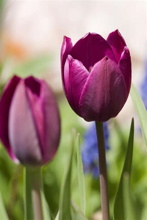 Purple Tulips Live Wallpaper For Android Apk Download