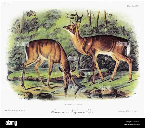 audubon deer na male left and female white tailed deer odocoileus virginianus lithograph