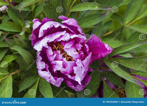 Beautiful View Of Purple Peony Bush Isolated On Green Background Stock