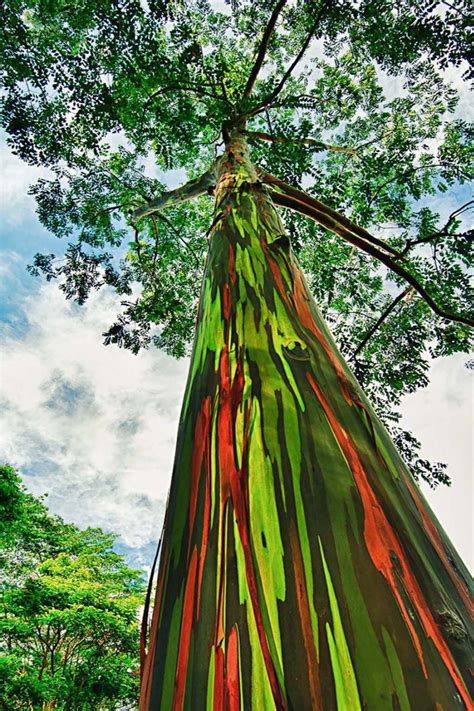 Rainbow Eucalyptus Trees In Kailua Hawaii Rainbow Eucalyptus Tree