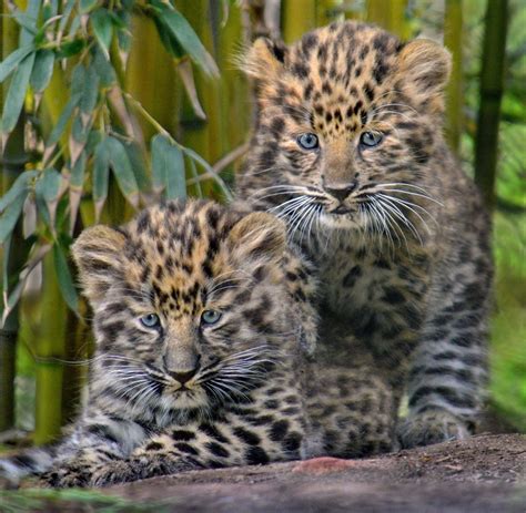 2 Month Old Critically Endangered Amur Leopard Cubs San Diego Zoo