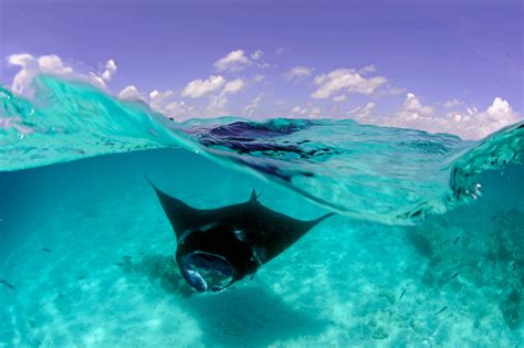 Dive With Manta Rays In Hanifaru Bay The Maldives Expert