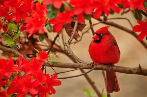Northern Cardinal Attracting Birds Birds And Blooms