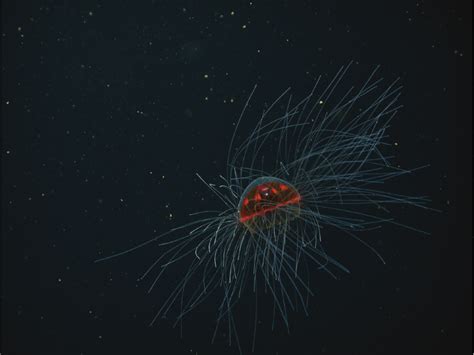 Aporte Al Conocimiento De Las Medusas Cnidaria Medusozoa En El
