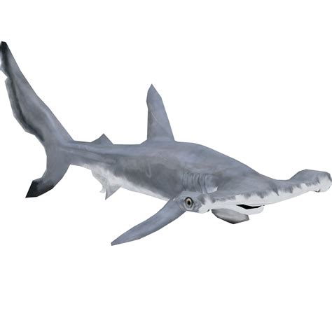 Great Hammerhead Shark The Restorers Zt2 Download Library Wiki Fandom