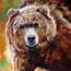 GRIZZLY BEAR STANCE  By Marcia Baldwin From Wildlife