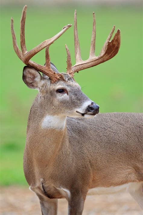 Portrait Of A Whitetail Deer Buck Standing In The Forest Stock Image
