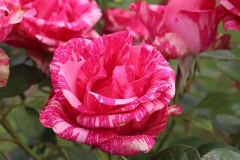 Pink Intuition 3ft 90cm Standard Rose Roses Victoria