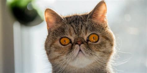 British shorthair's coat does not have an undercoat which makes the texture because british shorthair is a predominantly an indoor cat , exposed quite a lot to artificial light, this process will be less drastic, and. Which Cats Don't Shed (22 Breeds) & How to Prevent It ...