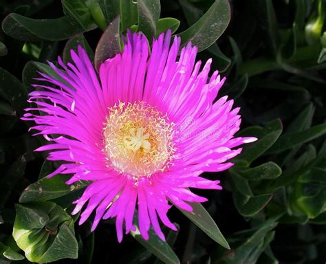 Pink Mesembryanthemum Flowers In Crete Greece Stock Photo Image Of