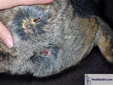 The duration of treatment using panacur depends on what it is panacur is safe for most animals, however some cats may experience mild side effects while using the drug. Tylosin Dosage For Cats