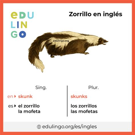 Zorrillo En Inglés Escritura Y Pronunciación Con Imágenes