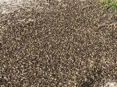 Ohio Police Share Photos Showing Swarms Of Mayflies Covering The Ground