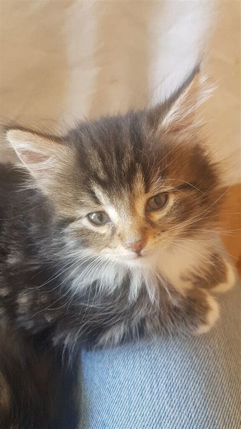 Long Haired Tabby Kitten For Sale In Swinton Manchester Gumtree