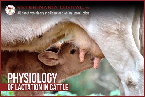 Cow Lactation Stages All About Cow Photos