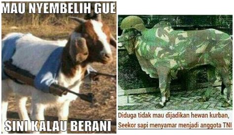  Foto Anjing Lucu Meme - Gambar Ngetrend dan VIRAL