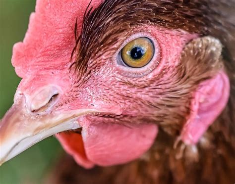 Here's a thorough list of what chickens can eat, and what isn't safe to feed them. Can dogs eat undercooked chicken? It depends on the ...