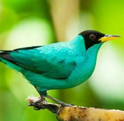 Very Teal Rainforest Birds Exotic Birds Pet Birds