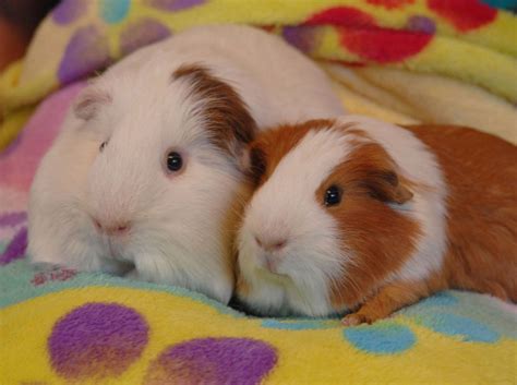 best bedding for breeding rats - For A Larger Account Fonction
