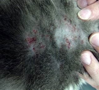 But left untreated, fleas can be more than a minor irritation. Cat Flea Allergy Symptoms & Management | whiskerDocs