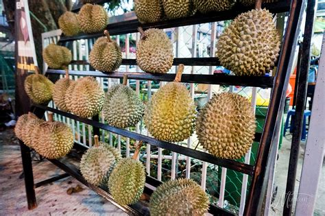 Black thorn durian's mother tree emerged out of penang, according to lindsay gasik, an american durian its peculiar name comes from a small black thorn at the bottom of the round fruit. Musang King vs Black Thorn Showdown | Durian King Bukit ...