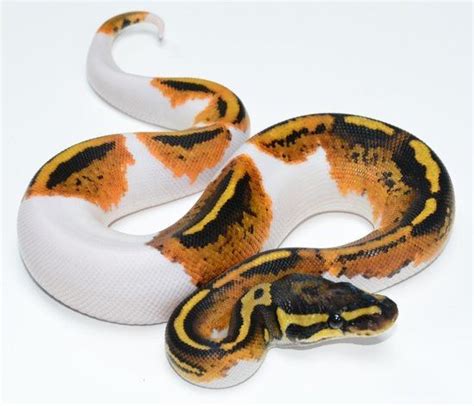 Pied Ball Python For Sale Online Baby Piebald Ball Pythons Near Me