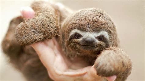 42 Baby Sloth Wallpaper Wallpapersafari