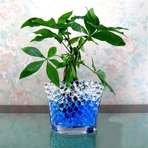 What Type Of Plants Grow In Water Beads Water Beads Australia