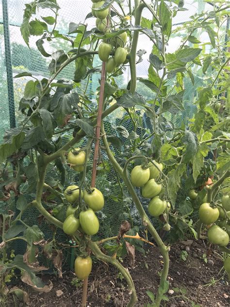 Grow Blight Resistant Tomatoes Janice Shipps Plant News