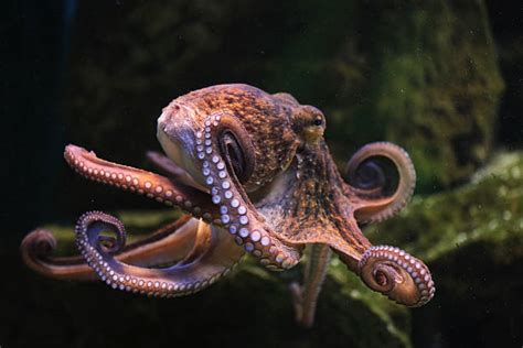 Octopus Stock Photos Pictures And Royalty Free Images Istock
