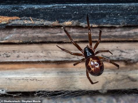 Spiders Scientists Warn Of Surge In False Widow Bites In The Uk That