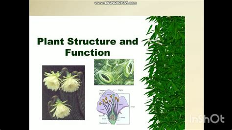 Std 7th Chapter 2 Plants Structure And Function Module 1 Youtube