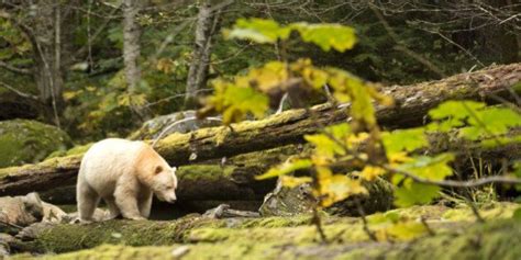 The Science Behind The Great Bear Rainforest Deal Huffpost British