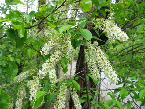 Both common species such as the apple, cherry, apricot can be found here, as well as more unique selections like quince, and medlar. Using Georgia Native Plants: A Perfect Plant for Birds in ...
