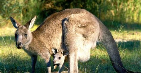 Keturunan flora yang berkelamin jantan, menunjukkan terjadinya beberapa hal. PENGETAHUAN TENTANG DUNIA FLORA DAN FAUNA: Kangguru abu ...