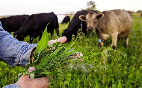 The Forage Value Of Cover Crops Country Guide
