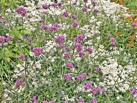 Versatile And Reliable Verbena Flowers Tall Flowers Backyard Plants