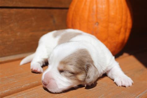 We raise only miniature dachshunds so we specialize in breeding happy healthy dogs. Mini Dachshund Puppies for sale in Texas - Muddy River ...