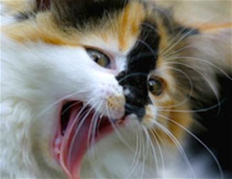 They may also present the same goes for lesions inside the mouth and cat mouth cancer. Dr. Ernie's Top 10 Cat Dental Questions... And His Answers!