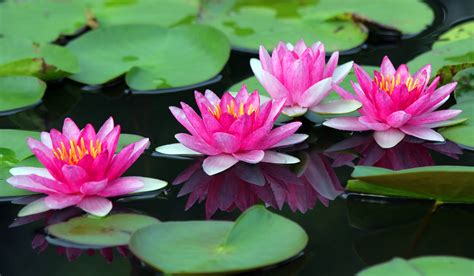 What Color Are Lotus Flowers