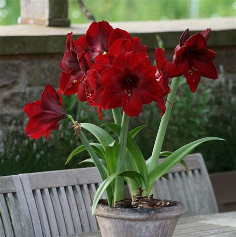 Provide plants with necessary amino acid and peptides also largely save the energy for their synthesis. Buy amaryllis Black Pearl bulb Hippeastrum Black Pearl: £7 ...