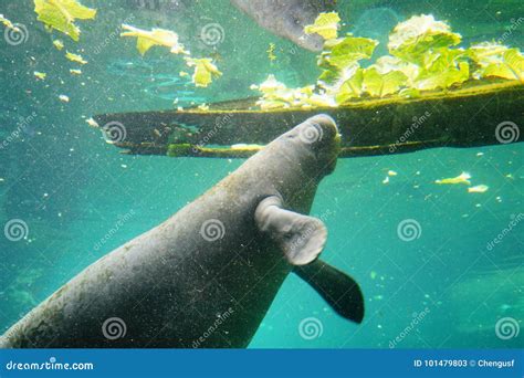 Manatee Is Eating Stock Image Image Of Gulf Lettuce 101479803