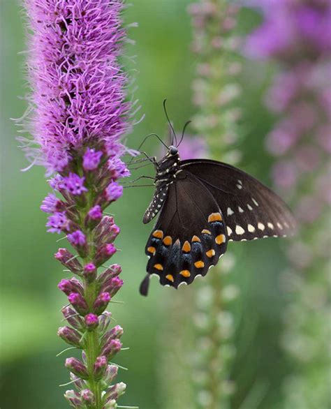 Attract Butterflies To Your Garden With Liatris Longfield Gardens