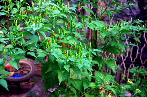 An example would be bopis. noel autor: The Philippine Wild Chili Pepper (Siling Labuyo)