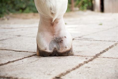 How To Identify Horse Skin Diseases And Conditions Petsoid