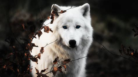 White Wolf Wallpapers Full Hd Pictures