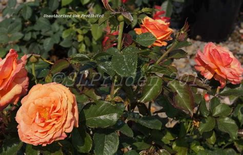 Plantfiles Pictures Grandiflora Rose Annas Promise Rosa By Timonsgirl