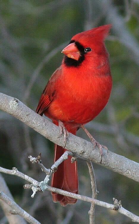 Cardinals Cardinal Birds Red Birds Colorful Birds Love Birds Pretty