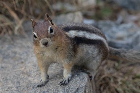 Inquisitive Golden Mantled Ground Squirrel Callospermophi Flickr