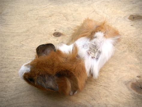 When you stop using these, you can. TobyFarm Pet Farm Tips and Care: Skin Problem On Young piggies